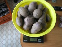 Лот: 15769913. Фото: 2. Картофель семенной фиолетовый... Семена, рассада, садовые растения