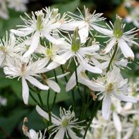 Лот: 11167660. Фото: 2. Клематис Terniflora №10. Семена, рассада, садовые растения