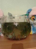 Лот: 9128268. Фото: 4. Аквариум с рыбками. Красноярск