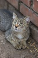 Лот: 5569200. Фото: 5. Котята даром!