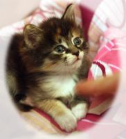 Лот: 3416129. Фото: 5. Отдаем котят