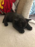 Лот: 18245210. Фото: 3. котята. Растения и животные