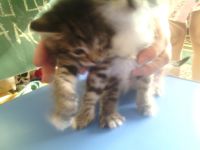 Лот: 3789887. Фото: 2. котята. Животные и уход