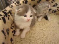 Лот: 3696944. Фото: 2. Красивые котятки. Животные и уход