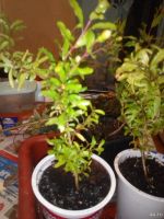 Лот: 16065675. Фото: 2. Гранат плодоносящий. Комнатные растения и уход