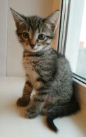 Лот: 10496136. Фото: 2. Котёнок Тигра 2 мес. Животные и уход
