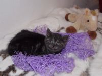 Лот: 3563836. Фото: 2. Шотландский котенок девочка. Животные и уход