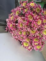 Лот: 9560072. Фото: 3. Букет из 15 хризантем. Красноярск
