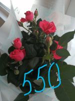 Лот: 15426065. Фото: 4. Цветущие. Красноярск