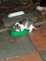 Лот: 18282397. Фото: 2. Котята. Животные и уход