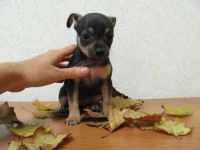 Лот: 6252125. Фото: 3. Щенок той-терьера. Растения и животные