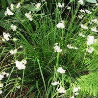 Лот: 19858864. Фото: 6. вейник Овердам,мискантус,стахис...