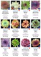 Лот: 15899533. Фото: 5. Каменные розы (молодило) 102 сорта