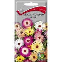 Лот: 7458212. Фото: 2. Рассада мезембриантемума."Искорки... Семена, рассада, садовые растения