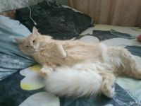 Лот: 10693521. Фото: 4. Отдам кота. Красноярск