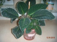 Лот: 7330411. Фото: 2. Глоксиния с бутонами махровая... Комнатные растения и уход