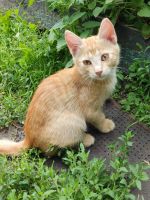 Лот: 22993392. Фото: 3. Рыжие котята, мальчики. Растения и животные