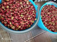 Лот: 17878492. Фото: 2. Лесная клубника урожай 2024🍓. Продукты