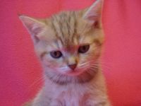 Лот: 7006079. Фото: 4. Британский котенок. Красноярск