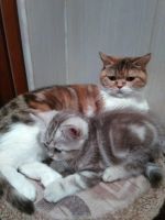 Лот: 17046705. Фото: 2. Британские котята. Животные и уход