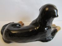 Лот: 17174459. Фото: 4. бернская овчарка зенненхунд собака... Красноярск