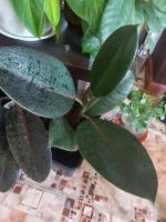 Лот: 18223029. Фото: 2. Фикус черный принц. Комнатные растения и уход