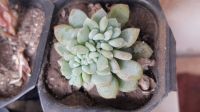 Лот: 13845432. Фото: 2. Эхеверия (echeveria cristata... Комнатные растения и уход