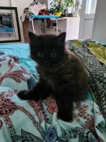 Лот: 25665310. Фото: 2. Очаровательные котята. Животные и уход
