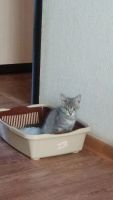Лот: 12034690. Фото: 2. Отдам котенка в добрые руки. Животные и уход