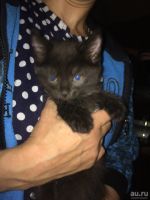 Лот: 12808372. Фото: 7. Котята
