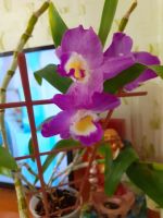 Лот: 19134348. Фото: 3. Орхидея дендробиум нобиле,цветет... Растения и животные