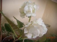 Лот: 5805160. Фото: 2. Глоксиния белая махровая (цветёт... Комнатные растения и уход