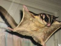 Лот: 7180262. Фото: 2. Белка. Животные и уход