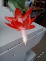 Лот: 5592011. Фото: 7. Декабрист (шлюмбергера ) красно-оранжевый...