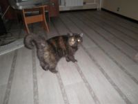 Лот: 1464375. Фото: 2. Персидская кошка. Животные и уход