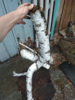 Лот: 22835993. Фото: 5. Коряга березовая