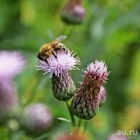Лот: 18343915. Фото: 7. Ароматный мёд в подарок с ложечкой...