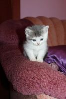 Лот: 9154807. Фото: 3. Британские мальчики. Растения и животные