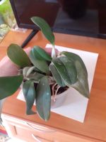 Лот: 18688794. Фото: 4. Орхидея-Dendrobium aggregatum. Красноярск