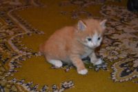 Лот: 4073569. Фото: 2. Отдам котят. Животные и уход