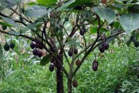 Лот: 2573722. Фото: 2. Орех чёрный (Juglans nigra). Семена, рассада, садовые растения