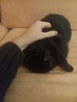 Лот: 12808462. Фото: 4. Декоративный кролик со всем необходимым... Красноярск