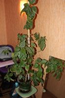 Лот: 3657495. Фото: 2. Цветок в горшке, Гибискус китайский... Комнатные растения и уход