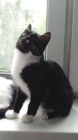 Лот: 11776503. Фото: 3. Котята. Растения и животные