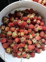 Лот: 14562328. Фото: 2. варенье из лесной клубники. Продукты