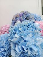 Лот: 25707775. Фото: 6. Гортензия в наличии