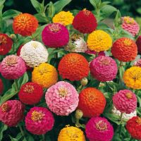 Лот: 7722259. Фото: 4. Рассада цинний - 5 сортов - 30... Красноярск