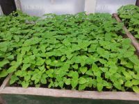 Лот: 7442616. Фото: 7. Продаем рассаду . Большой ассортимент...