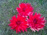 Лот: 7516325. Фото: 3. Георгины игольчатые. Для дачи, дома, огорода, бани, парка