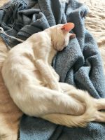 Лот: 16322545. Фото: 4. Белый Котенок (девочка) к лотку... Красноярск
